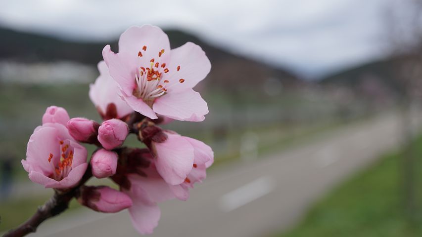 almond-blossom-festival-4921645__480
