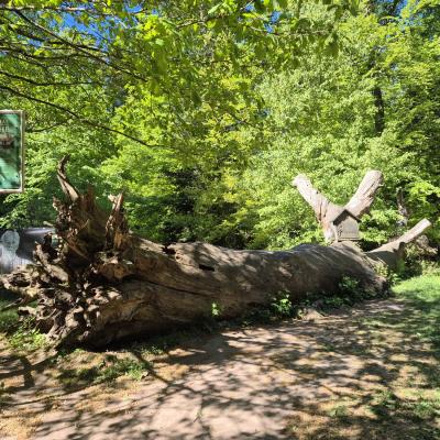 Wanderheim „Dicke Eiche“ Tag 1